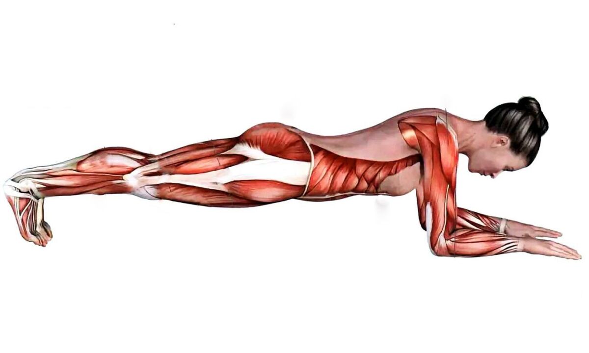 Which muscles work when planking